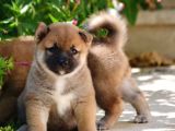 Shiba Inu Anne Baba Secereli Yavrularımız