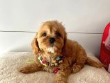 Orji̇nal Malti̇po Yavrular