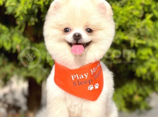 1,5-2 Kg Orjinal Pomeranian Boo Oğlumuz Rio görsel