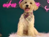2-2,5 Kg Geçmeyecek Eğitimli Toy Poodle Yavru