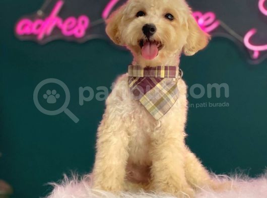 2-2,5 Kg Geçmeyecek Eğitimli Toy Poodle Yavru