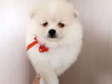 Muhteşem Pomerian Boo Yavrular