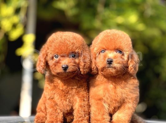 Safkan Toy Poodle Yavrular