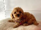 Orji̇nal Malti̇po Yavrular