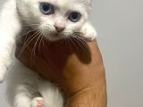 Scotish Fold Ve British Shorthair Yavrular
