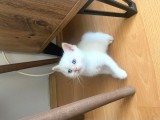 Scotish Fold Ve British Shorthair Yavrular