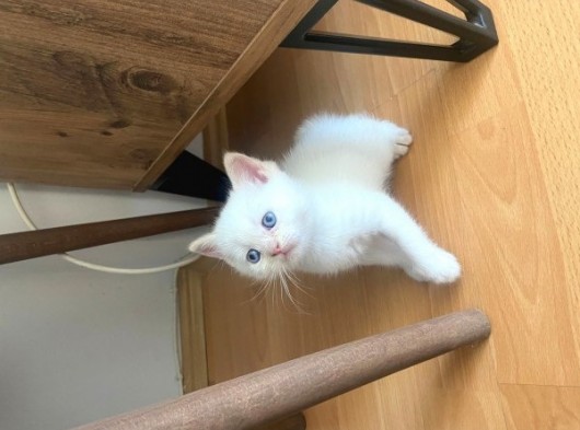Scotish Fold Ve British Shorthair Yavrular görsel