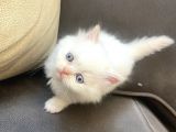 Scotish Fold Ve British Shorthair Yavrular