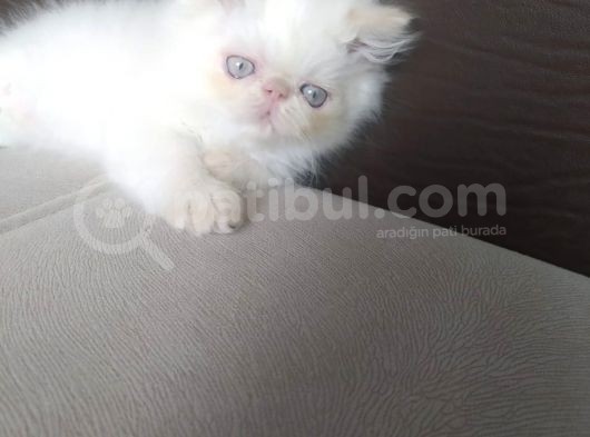 Safkan Sağlıklı Yavrular görsel
