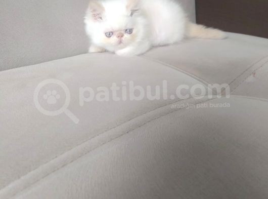 Safkan Sağlıklı Yavrular görsel