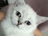 Scotish Fold ve British Shorthair Yavrular