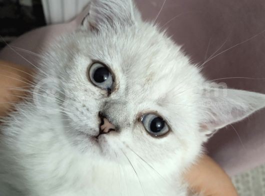 Scotish Fold Ve British Shorthair Yavrular