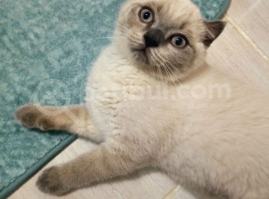 3 Aylık Scottish Blue Point Yavru görsel
