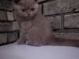 Scotish Fold Ve British Shorthair Yavrular