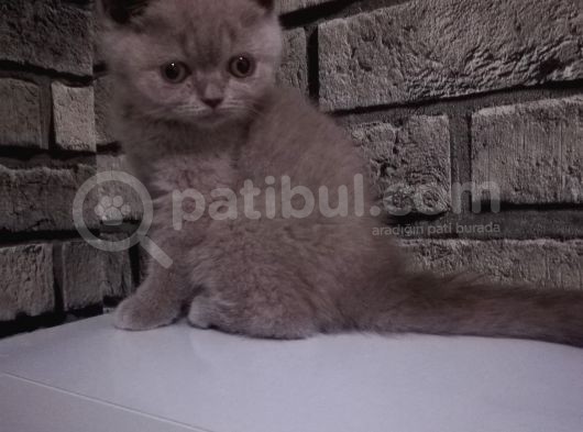 Scotish Fold Ve British Shorthair Yavrular görsel