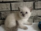 Scotish Fold Ve British Shorthair Yavrular