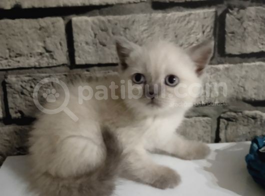 Scotish Fold Ve British Shorthair Yavrular görsel