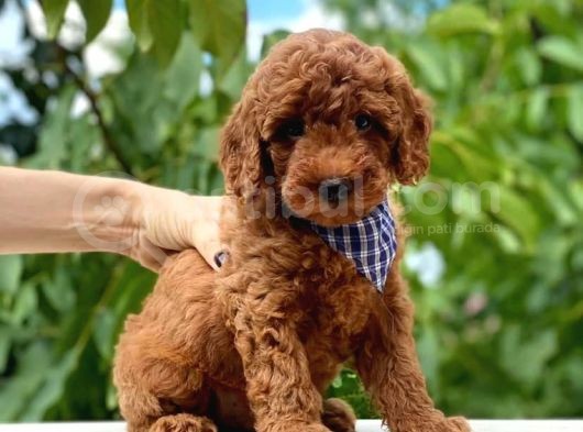 Dünya Tatlisi Show Kalite Toy Poodle Yavrumuz görsel