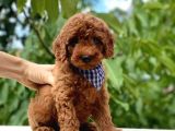 Dünya Tatlisi Show Kalite Toy Poodle Yavrumuz