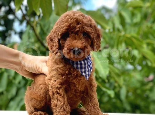 Dünya Tatlisi Show Kalite Toy Poodle Yavrumuz