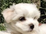 A Kalite Maltese Terrier Bebekler