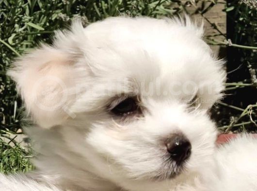 A Kalite Maltese Terrier Bebekler görsel