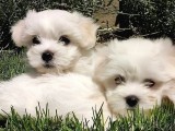 A Kalite Maltese Terrier Bebekler