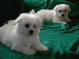 A Kalite Maltese Terrier Bebekler