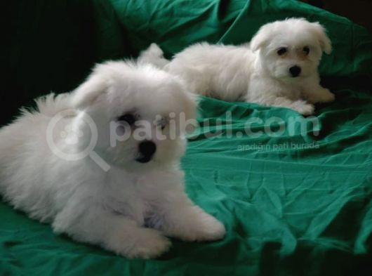 A Kalite Maltese Terrier Bebekler görsel