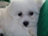 A Kalite Maltese Terrier Bebekler