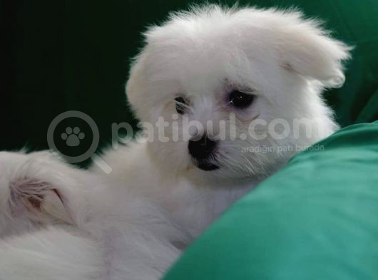 A Kalite Maltese Terrier Bebekler görsel