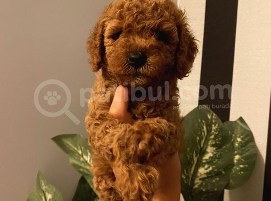 Model Toypoodle Bebekler