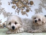 Kar Topu Minyatür Boy Maltese Bebeklerimiz