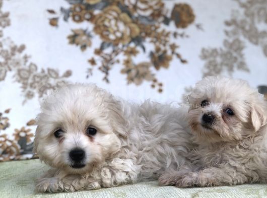 Kar Topu Minyatür Boy Maltese Bebeklerimiz