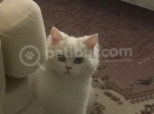 Çinçila görsel