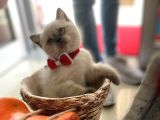 Mi̇nnak Yavrularim Sahi̇plenmeyi̇ Bekli̇yor
