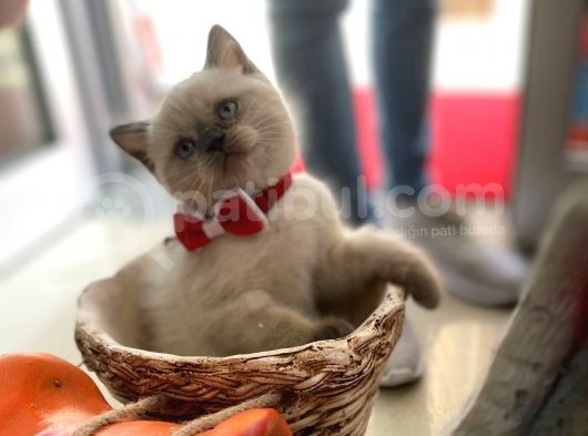 Mi̇nnak Yavrularim Sahi̇plenmeyi̇ Bekli̇yor görsel