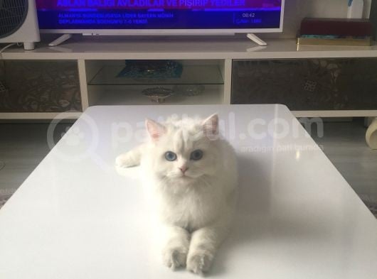 Çinçila görsel