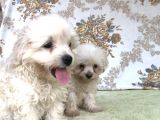 Kar Topu Minyatür Boy Maltese Bebeklerimiz