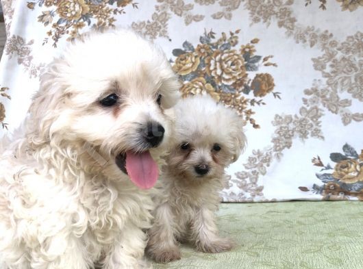 Kar Topu Minyatür Boy Maltese Bebeklerimiz görsel