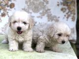 Kar Topu Minyatür Boy Maltese Bebeklerimiz