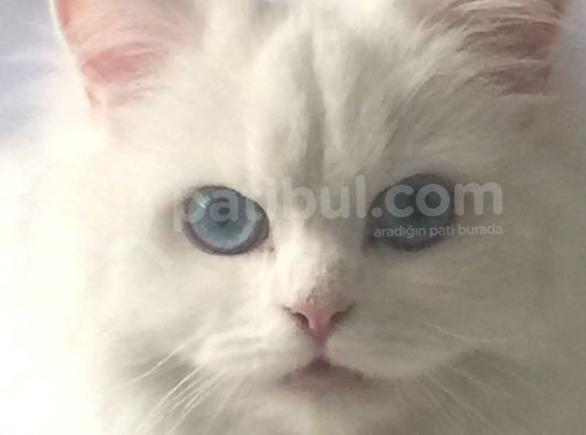 Çinçila görsel