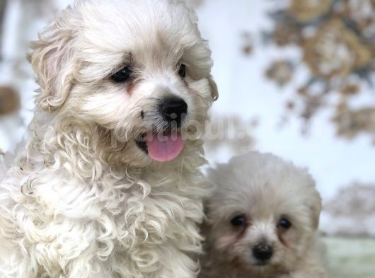 Kar Topu Minyatür Boy Maltese Bebeklerimiz görsel