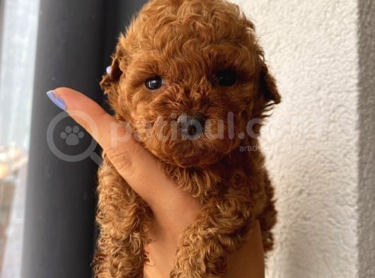 En Mükemmel Toypoodle Bebekler görsel