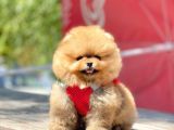 Safkan Pomeranian Boo Yavrularımız