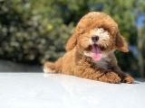 Özel Renk Red Malti̇poo Yavrumuz