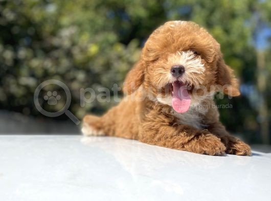 Özel Renk Red Malti̇poo Yavrumuz
