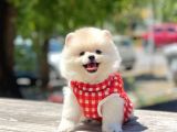 Safkan Pomeranian Boo Yavrularımız