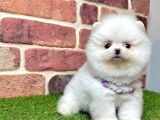 Show Kali̇te Pomerani̇an Boo Yavrular