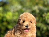 Show Kalite Maltipoo Bebekler